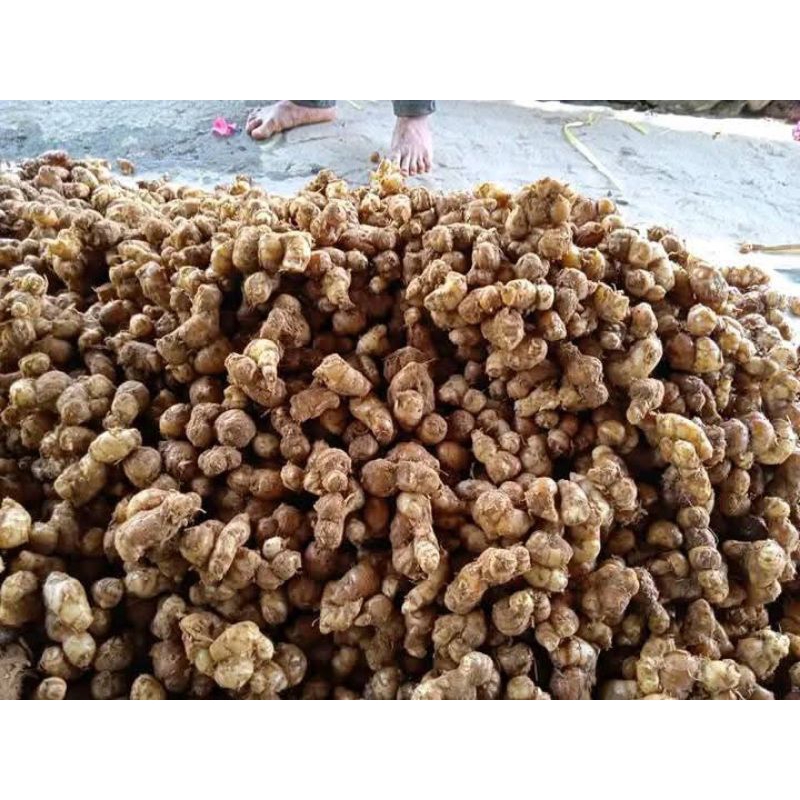 

kencur segar tua 1kg