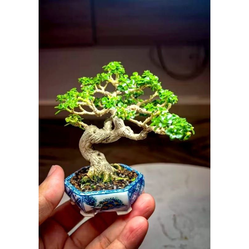 Bonsai Sancang Mini Hidup