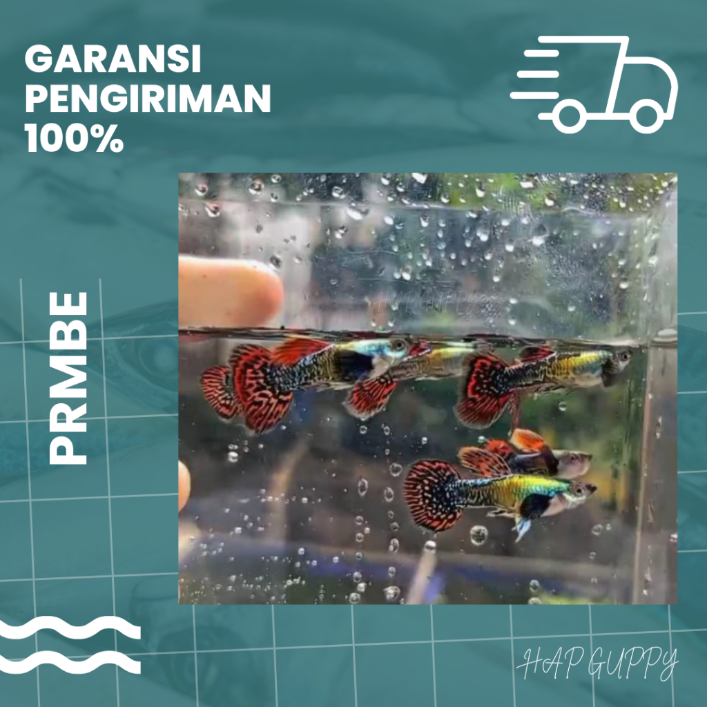 Protector Aquarium | PRMBE
