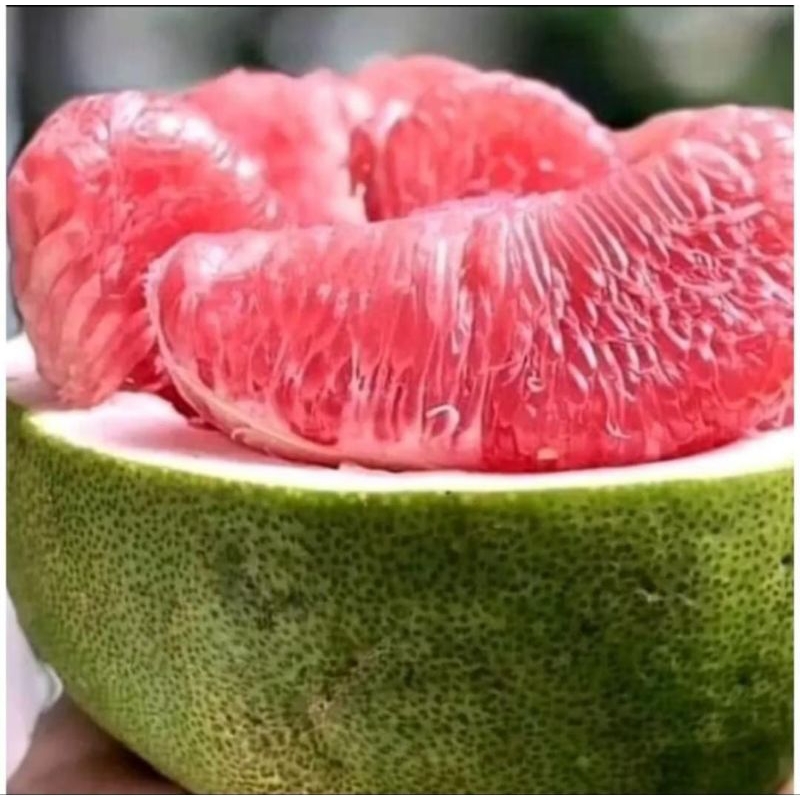 

Jeruk Pamelo Madu Muria Berat 1-1,3kg - Buah Segar dengan Rasa Manis dan Banyak Air