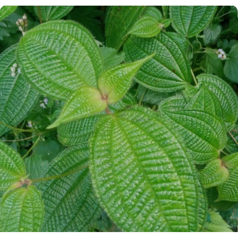 

Daun Harendong Bulu Segar 250gram