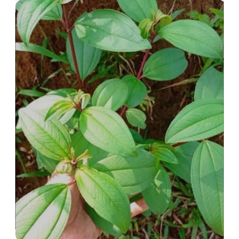 

Daun Harendong Gunung Segar 250gram