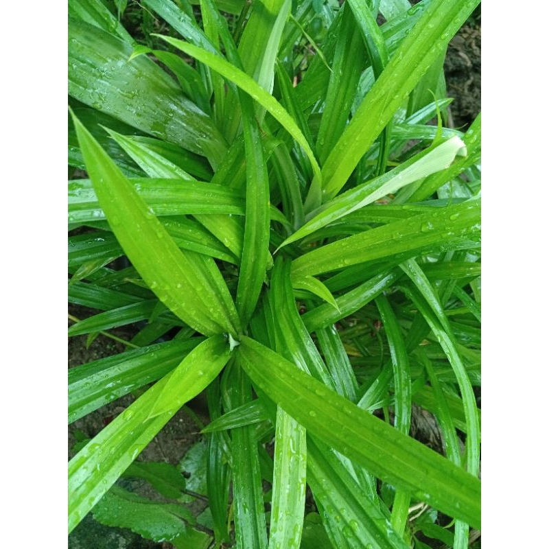 

Daun Pandan Wangi organik segar 10-15 lembar
