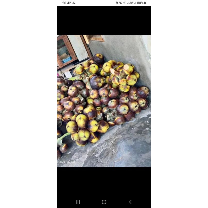 

buah siwalan
