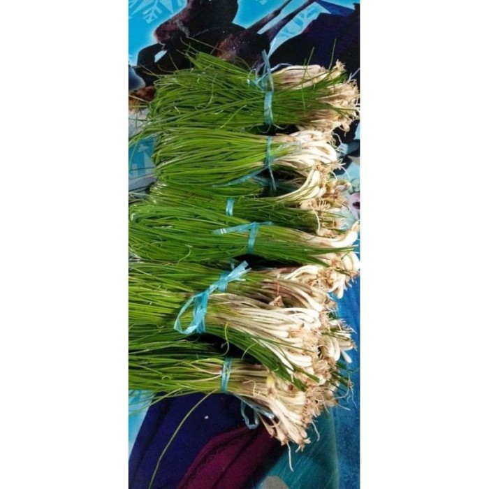 

TERBAIK BAWANG KUCAI / KUNCAI SEGAR 1 iket