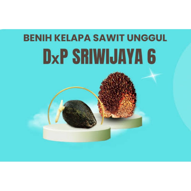 bibit kecambah sawit dxp sriwijaya6(BSM)