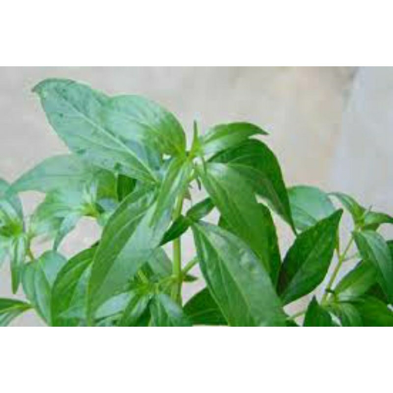 

DAUN SAMBILOTO SEGAR 250GRAM