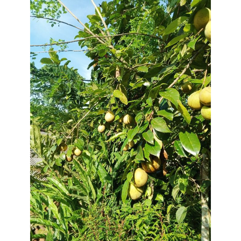 

jual buah pala segar baru petik,1kg