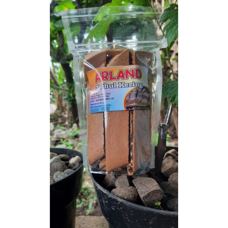 

terang bulan kering