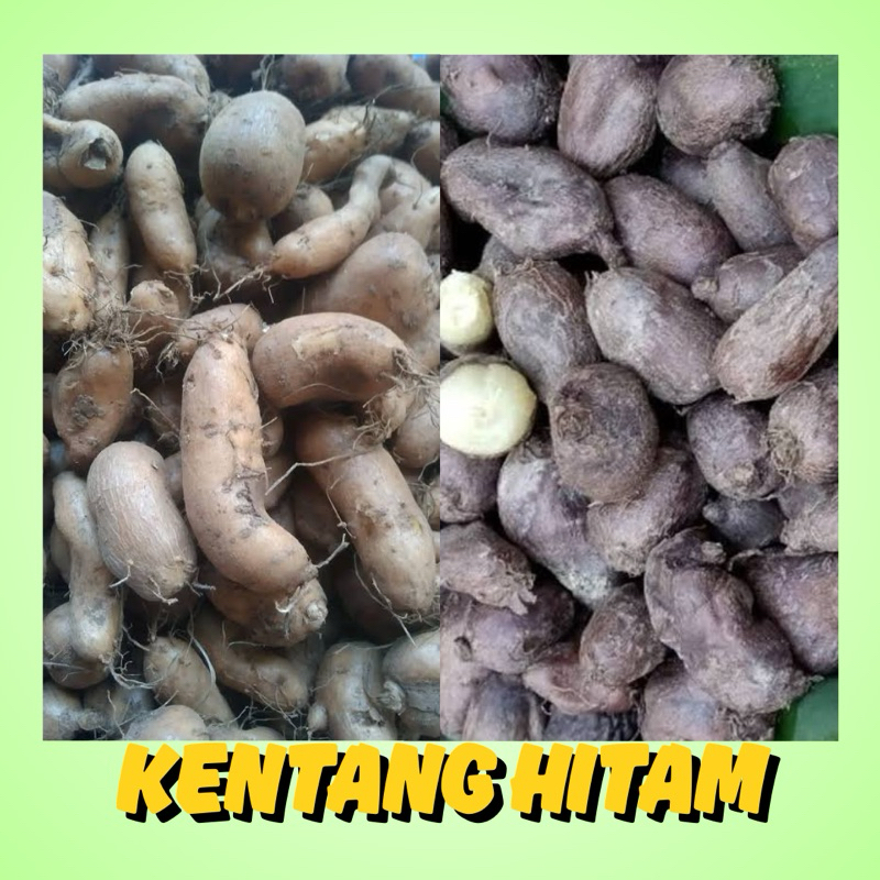 

KENTANG HITAM 1 KG