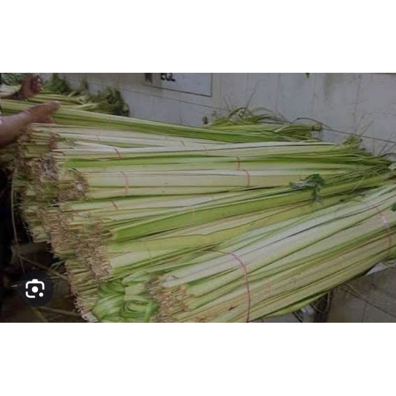

Janur Kelapa Untuk Ketupat Per 10 Lembar Fresh