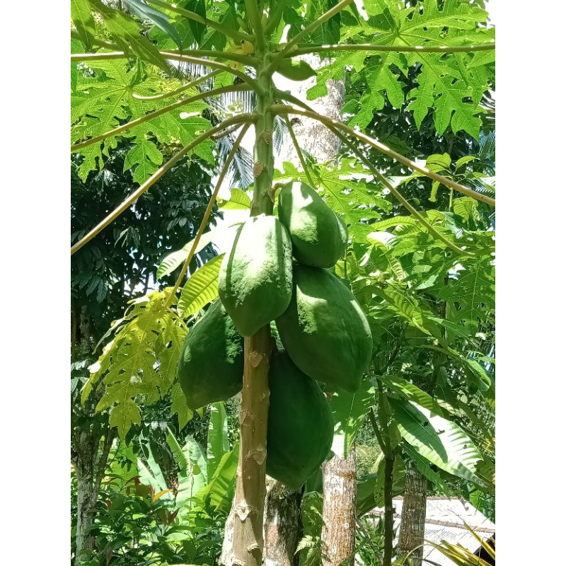 

pepaya