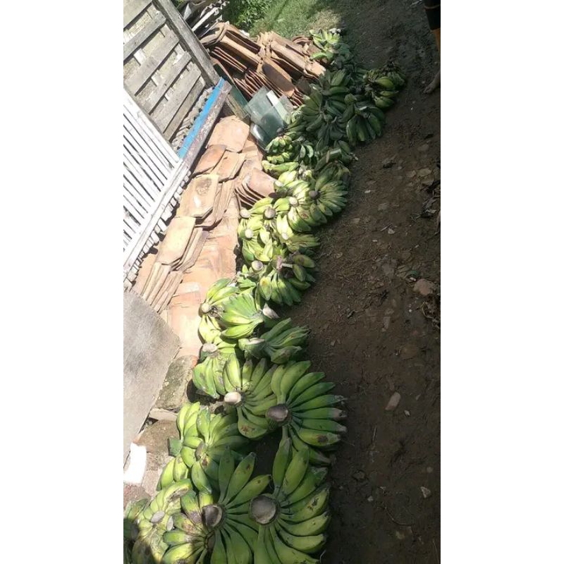 

Pisang batu murah muda