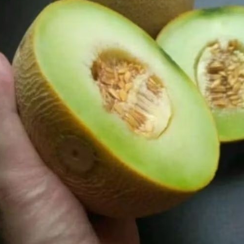 

Buah Melon Madu Manis perbuah