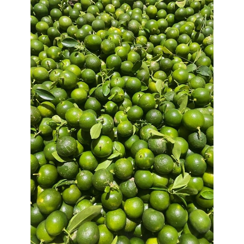 

500gr jeruk songkit/jeruk kasturi/jeruk kunci/perasaan