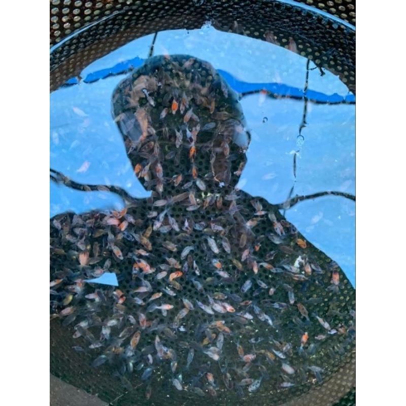 baby ikan koki oranda pw rostail