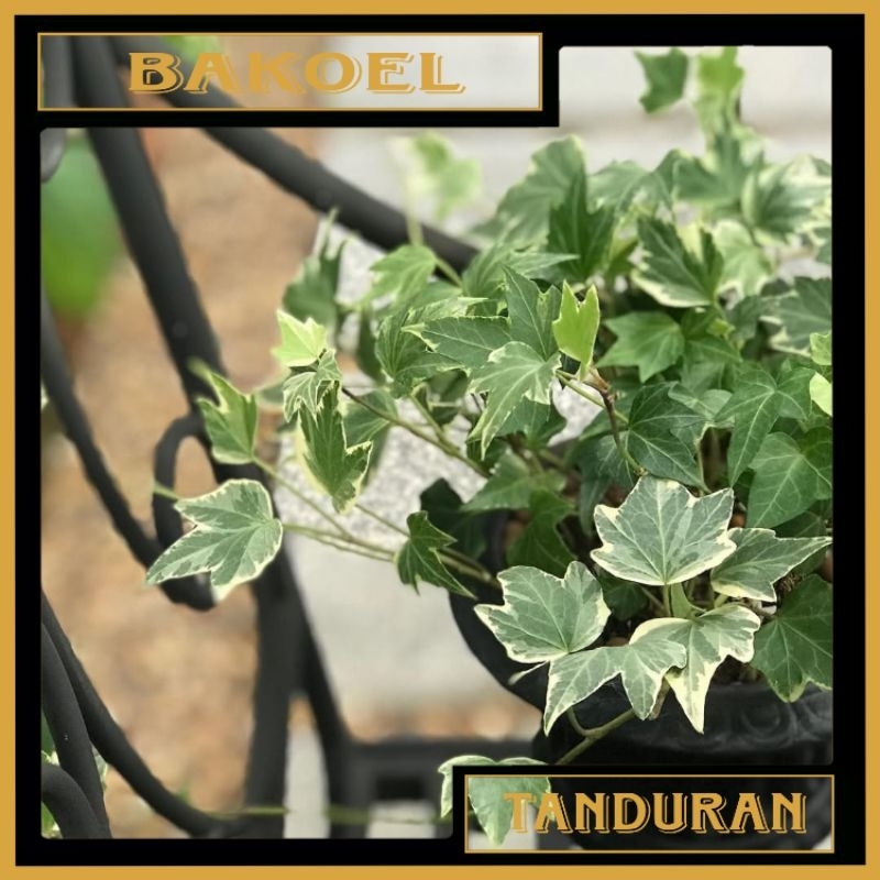 Tanaman Hias English Ivy | Glacier Ivy