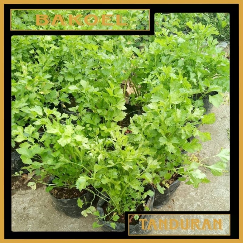 Tanaman Herbal Pohon Seledri