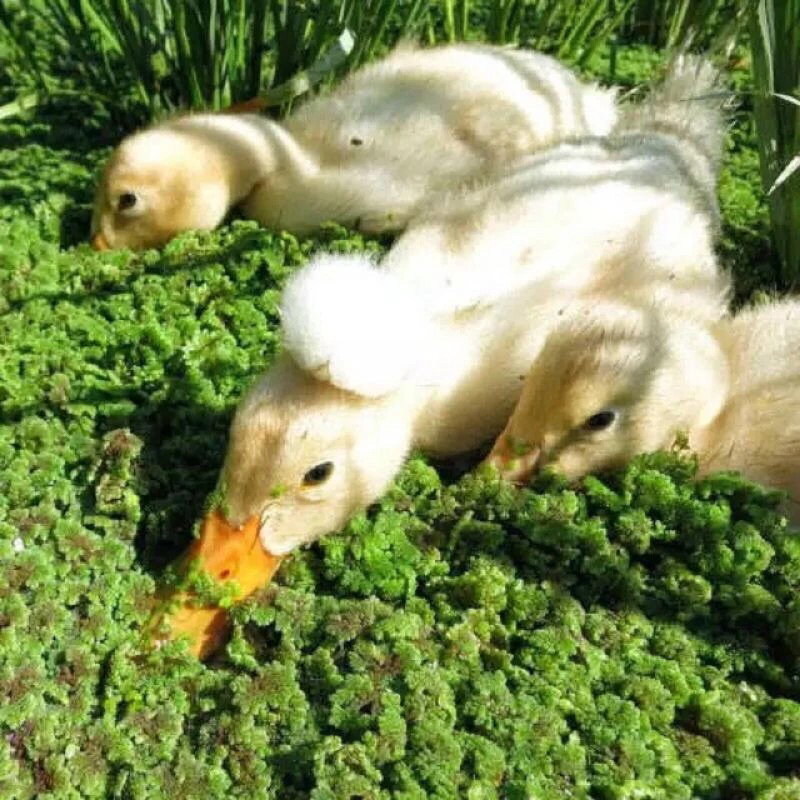 Azolla BIBIT SUPER 2 kg azolla microphylla pakan ikan bebek entok ayam