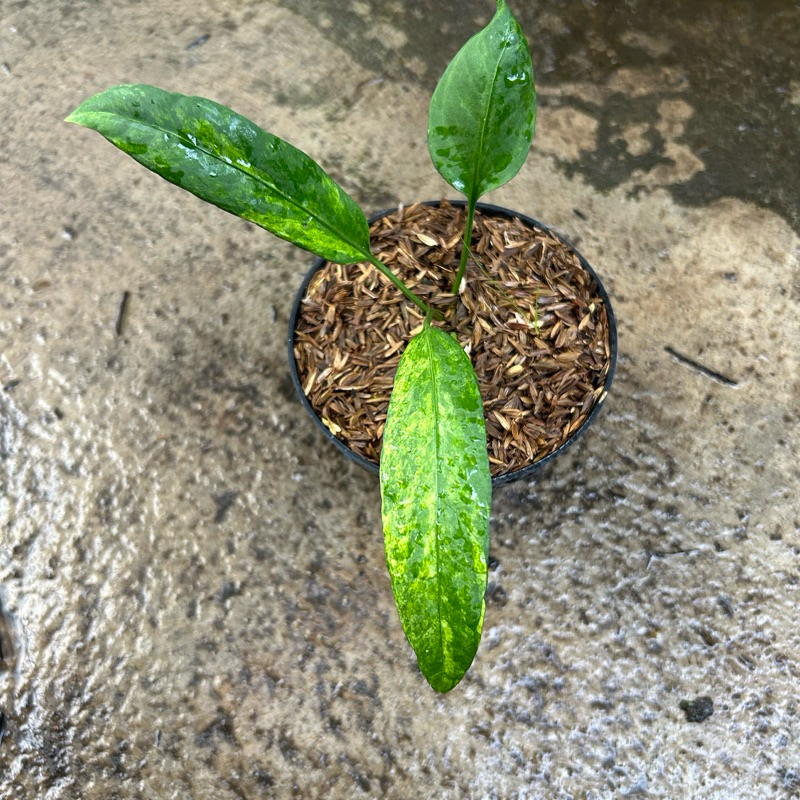 anthurium vittalinaorum variegata l anthurium dasi variegata