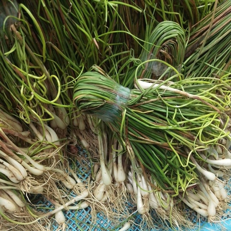 

bawang Batak 1 ikat