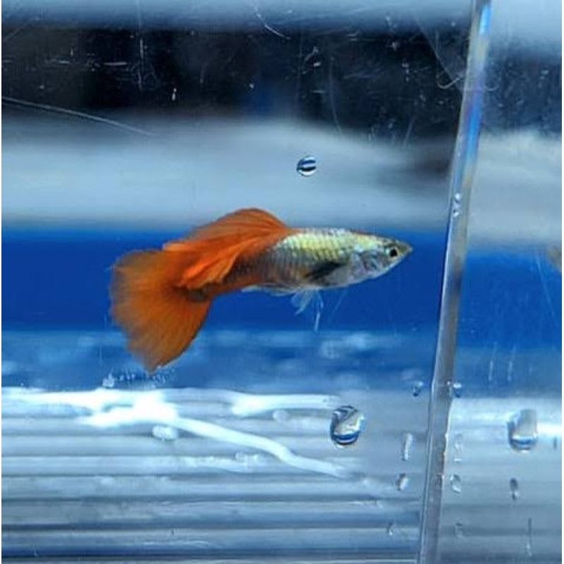 

TK gambar Guppy platinum red tail