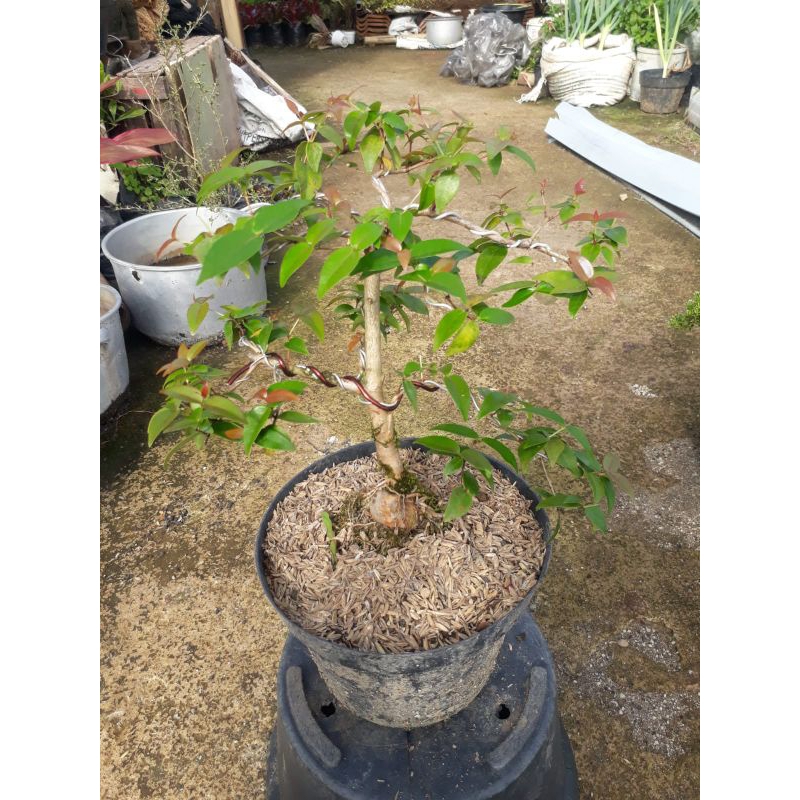 REAL PICT BONSAI BUAH DEWANDARU DI KIRIM REAL PICT
