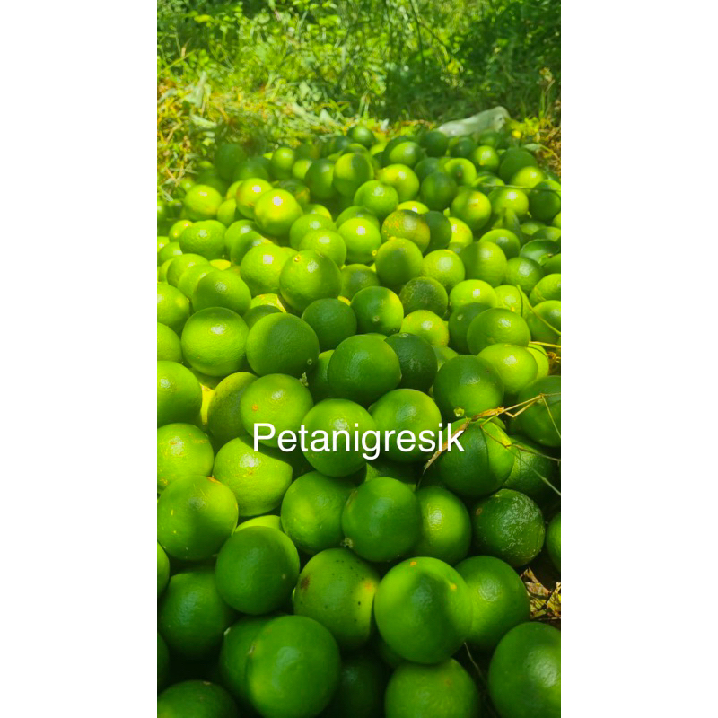 

jeruk nipis 2kg harga petani | jeruk peras fresh