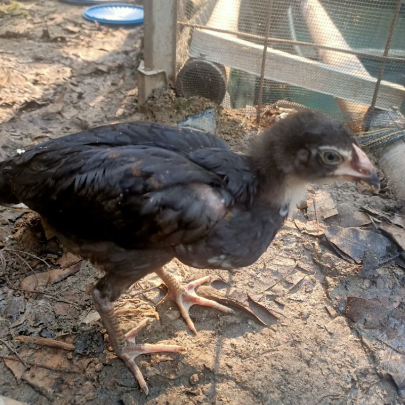 ANAKAN AYAM BANGKOK BK UMUR 2 BULAN