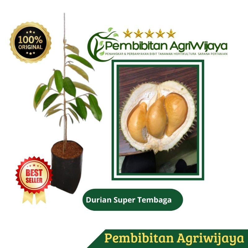 Durian Super Tembaga Bangka okulasi 100% Original Bibit Super Unggul pucuk entres super tembaga Pemb