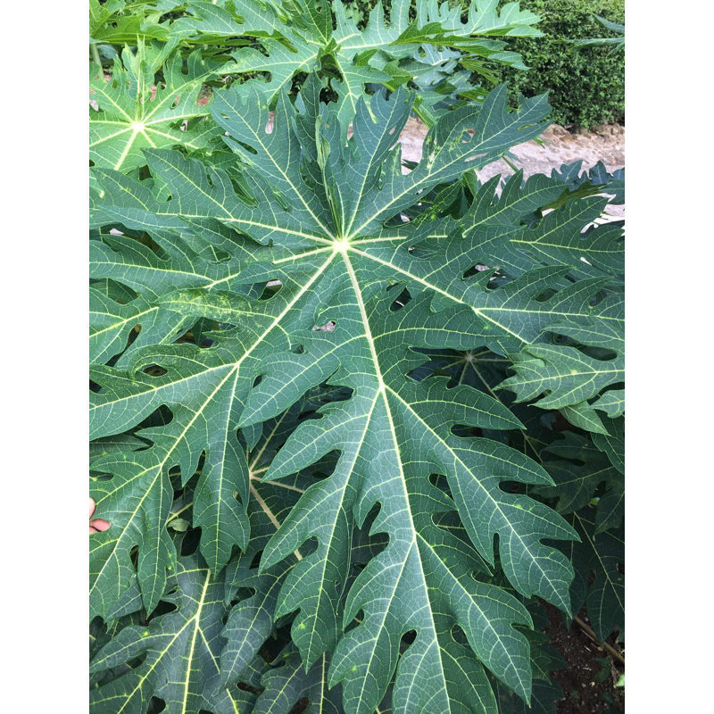 

Daun Pepaya Segar Per Lembar 1.000