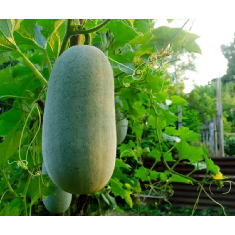 

Buah Kundur Segar/winter Melon/Buah Beligio 2KG Baru dipetik.