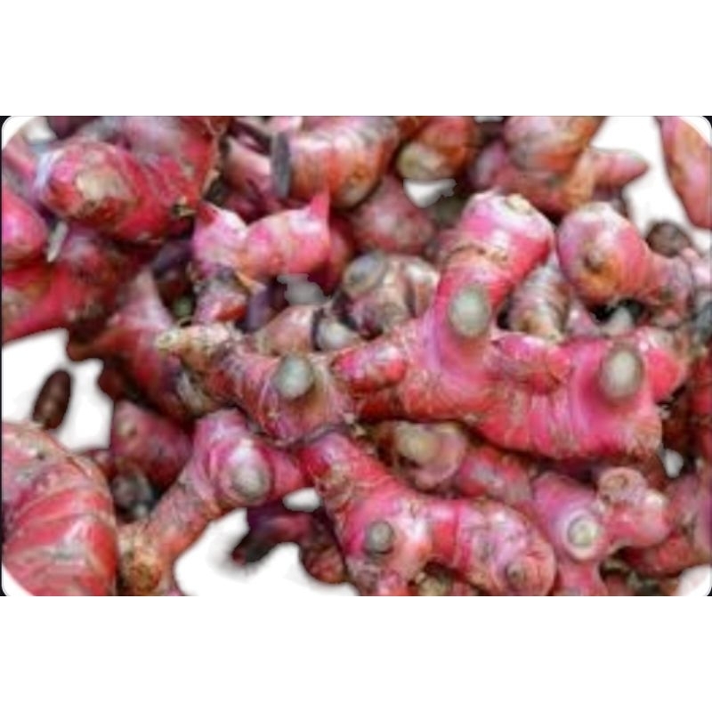 

Jahe Merah per kilogram