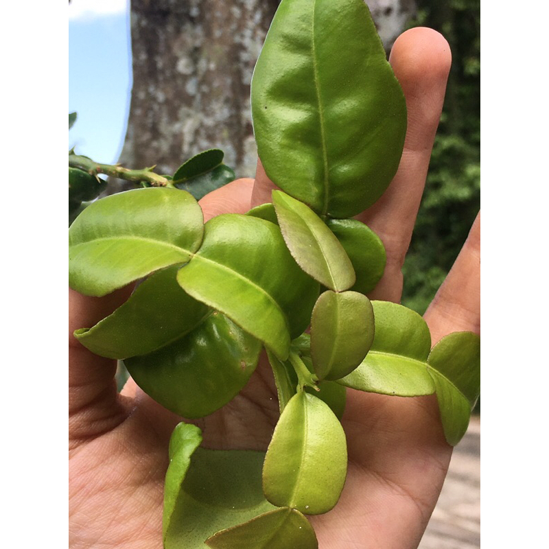 

Daun Jeruk Purut 100gram