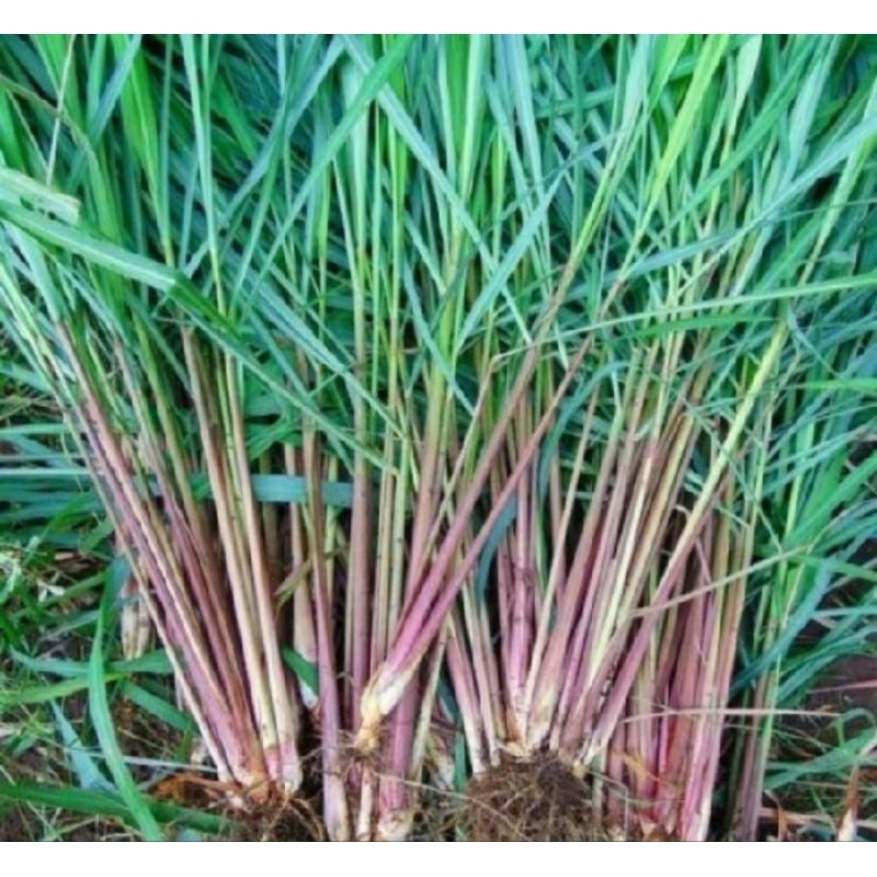 

500g serai wangi/ sereh wangi dengan akarnya