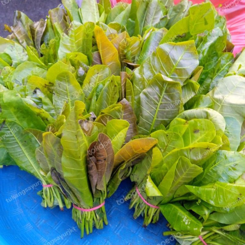 

daun jambu monyet