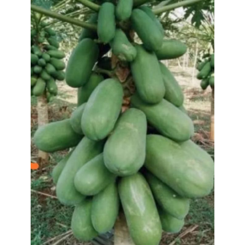 

pepaya muda segar 1 kg