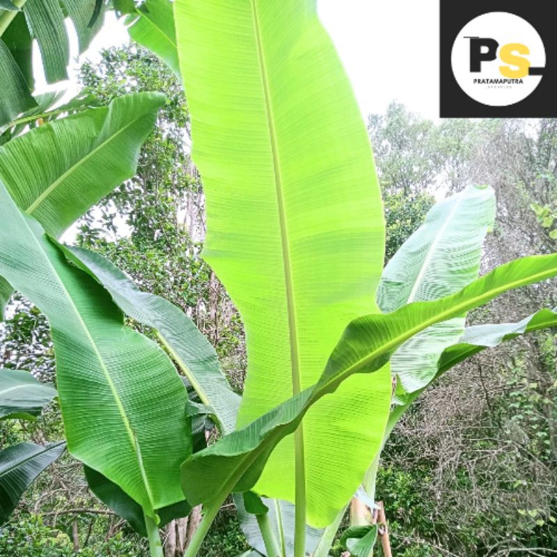 

DAUN PISANG SEGAR 1KG | Dipetik saat dipesan