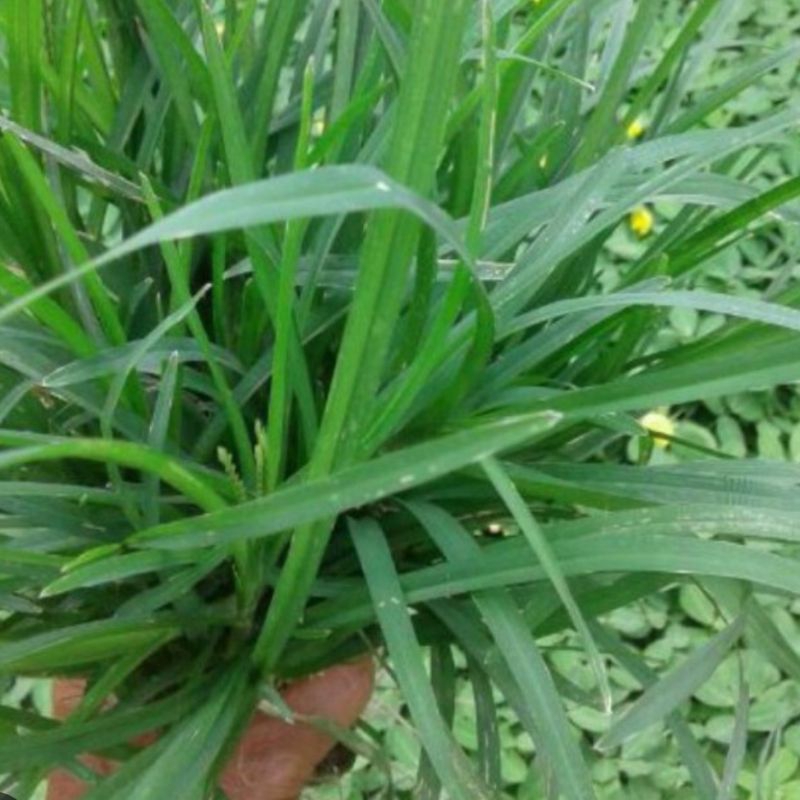 

Daun jampang segar petik langsung 500 gram