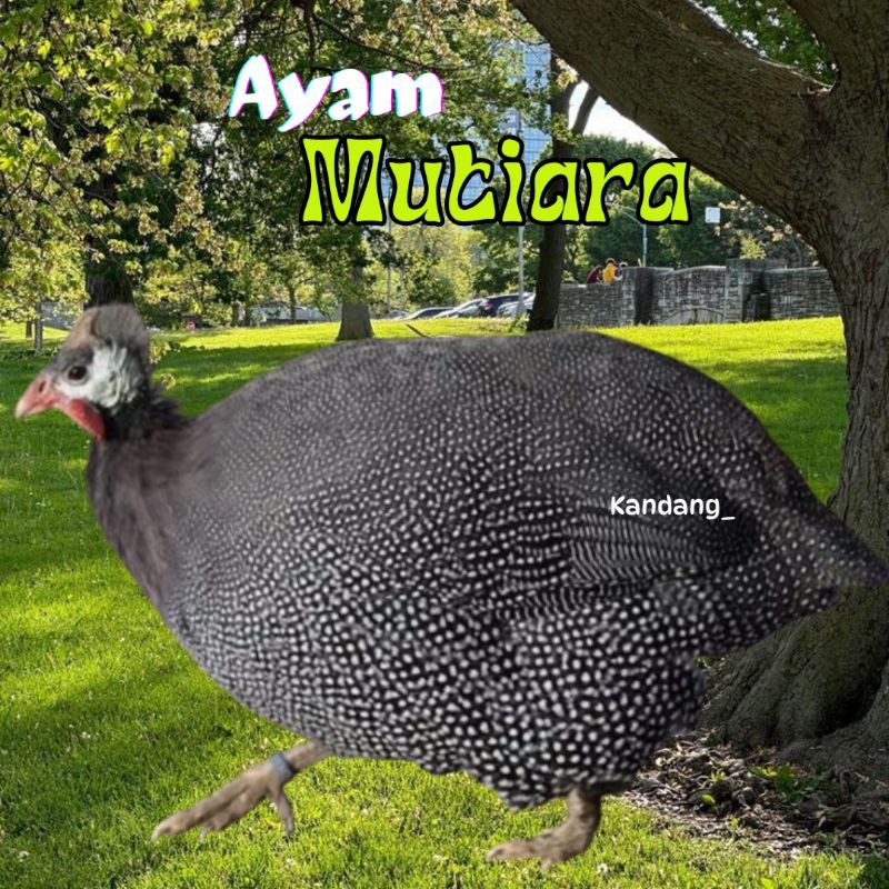 

telur ayam mutiara untuk tetaskan