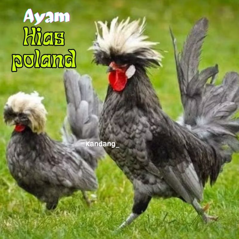 

telur ayam hias poland original bisa untuk di tetaskan