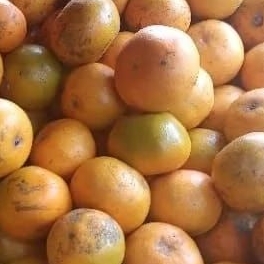 

Jeruk Medan/Jeruk Makan manis segar perkilo