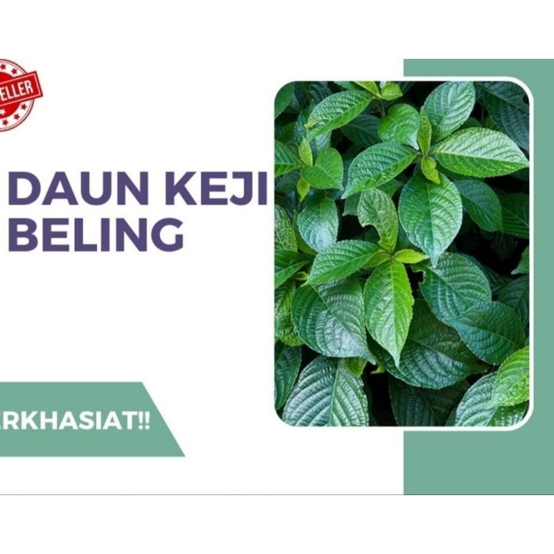 

Daun Keji Beling atau Kibeling 100 Gram