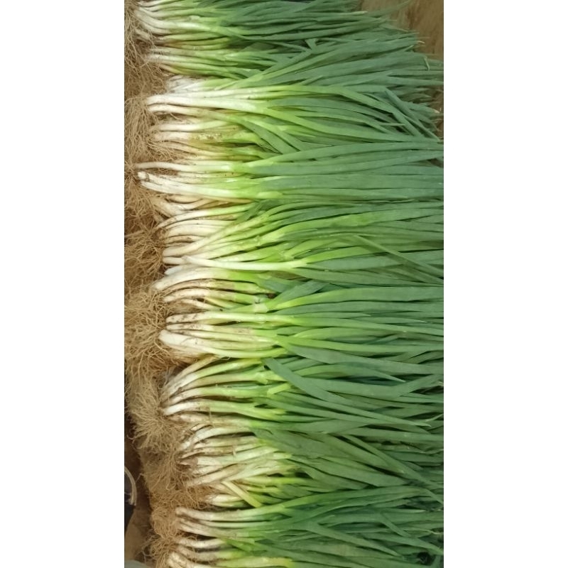 

Daun Bawang 500 gr fresh