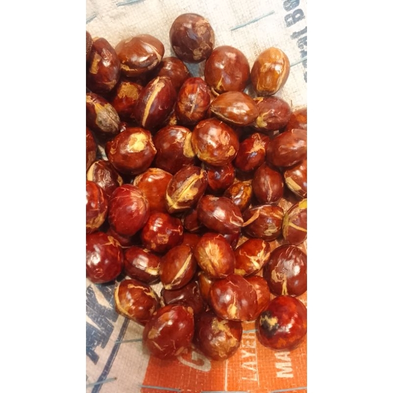 

Jengkol super 500 gr fresh