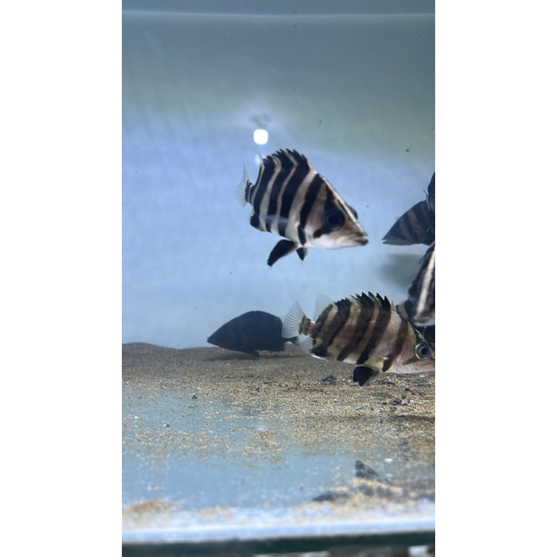 Tiger Fish/Datz Sumatra Mixbar