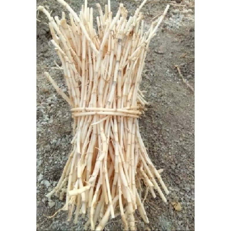 

AKAR ALANG ALANG FRESH 500 GRAM