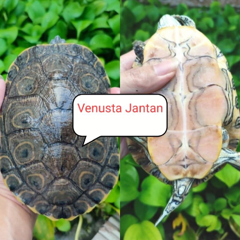 Hiasan Aquarium Miniatur Venusta