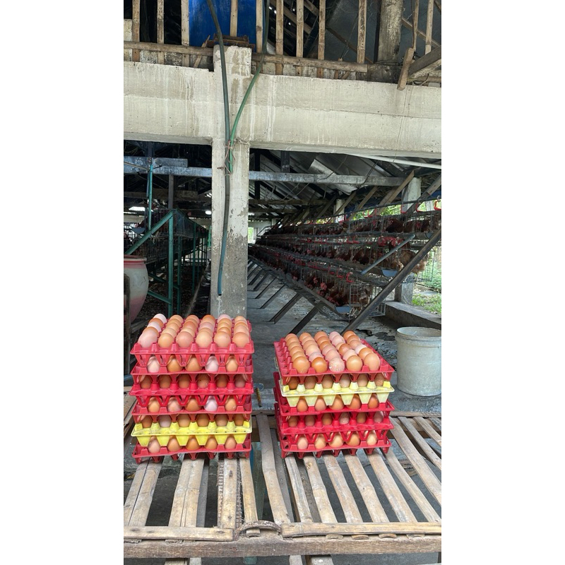 

Telur Ayam Fresh | Telur Fresh | Telur Ayam