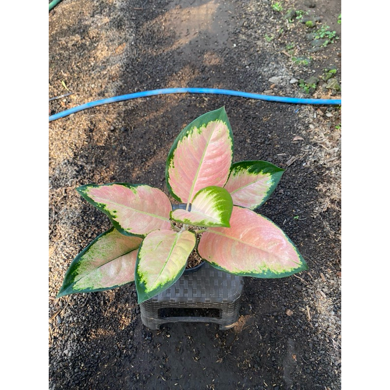 Aglaonema Kochin Cahaya ekonomis